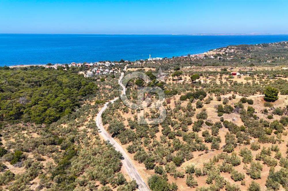Çanakkale Ezine Tavaklı Satılık Asfalt Yola Cephe Zeytinlik