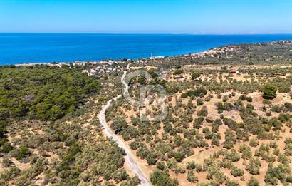 Çanakkale Ezine Tavaklı Satılık Asfalt Yola Cephe Zeytinlik