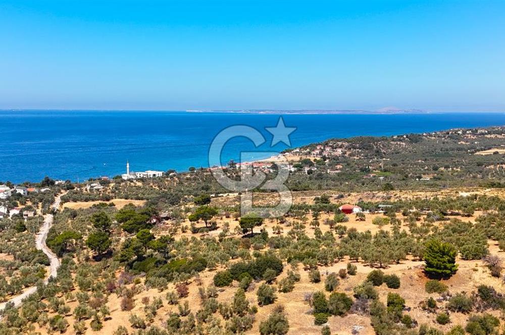 Çanakkale Ezine Tavaklı Satılık Asfalt Yola Cephe Zeytinlik