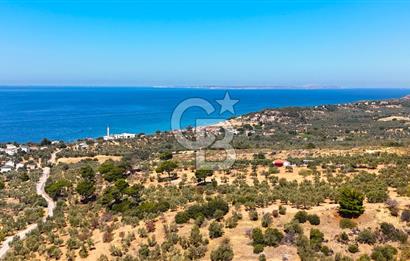 Çanakkale Ezine Tavaklı Satılık Asfalt Yola Cephe Zeytinlik