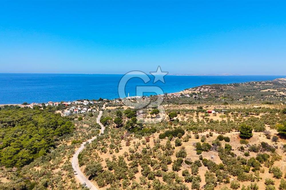 Çanakkale Ezine Tavaklı Satılık Asfalt Yola Cephe Zeytinlik
