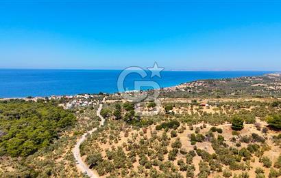 Çanakkale Ezine Tavaklı Satılık Asfalt Yola Cephe Zeytinlik