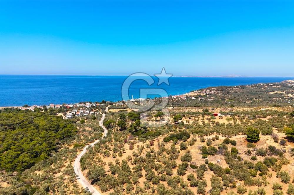 Çanakkale Ezine Tavaklı Satılık Asfalt Yola Cephe Zeytinlik
