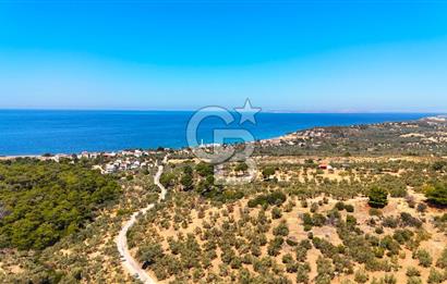 Çanakkale Ezine Tavaklı Satılık Asfalt Yola Cephe Zeytinlik