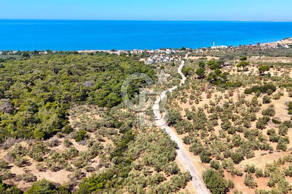 Çanakkale Ezine Tavaklı Satılık Asfalt Yola Cephe Zeytinlik