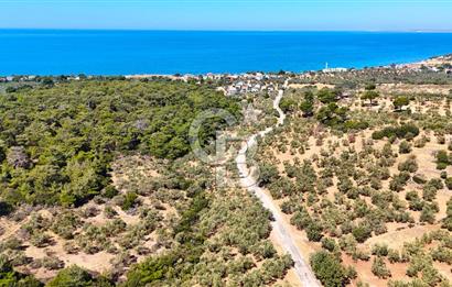 Çanakkale Ezine Tavaklı Satılık Asfalt Yola Cephe Zeytinlik