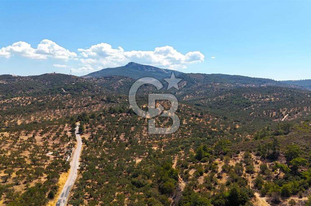 Çanakkale Ezine Tavaklı Satılık Asfalt Yola Cephe Zeytinlik
