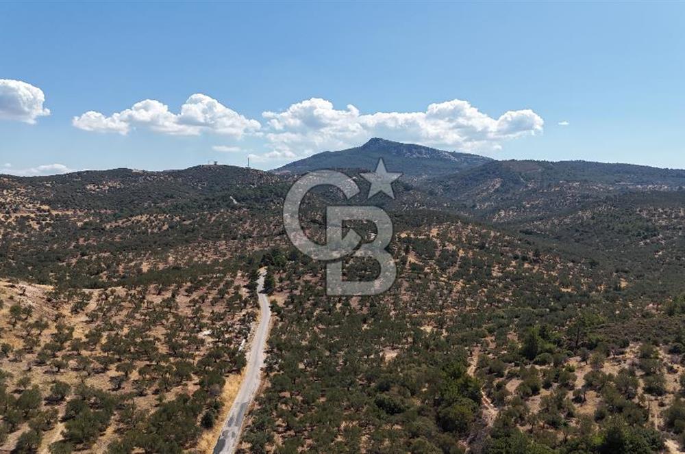Çanakkale Ezine Tavaklı Satılık Asfalt Yola Cephe Zeytinlik