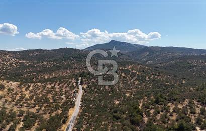 Çanakkale Ezine Tavaklı Satılık Asfalt Yola Cephe Zeytinlik