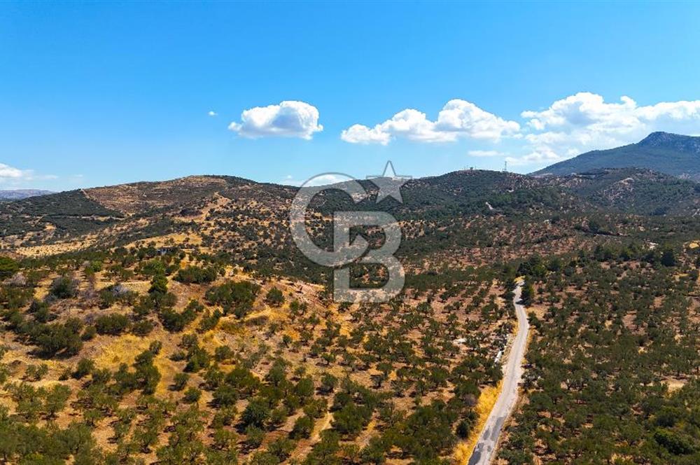 Çanakkale Ezine Tavaklı Satılık Asfalt Yola Cephe Zeytinlik