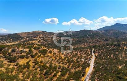 Çanakkale Ezine Tavaklı Satılık Asfalt Yola Cephe Zeytinlik