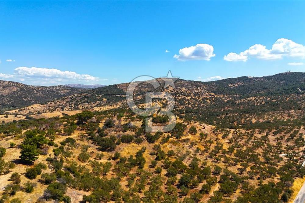 Çanakkale Ezine Tavaklı Satılık Asfalt Yola Cephe Zeytinlik