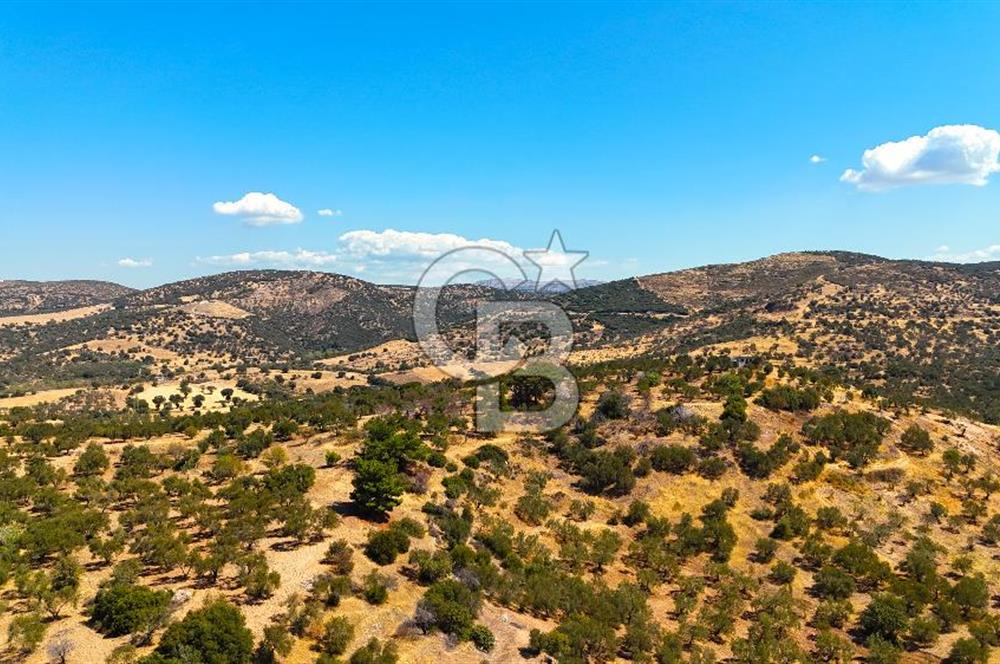 Çanakkale Ezine Tavaklı Satılık Asfalt Yola Cephe Zeytinlik
