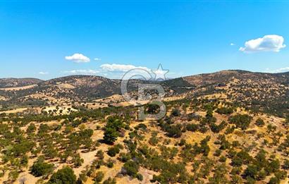 Çanakkale Ezine Tavaklı Satılık Asfalt Yola Cephe Zeytinlik