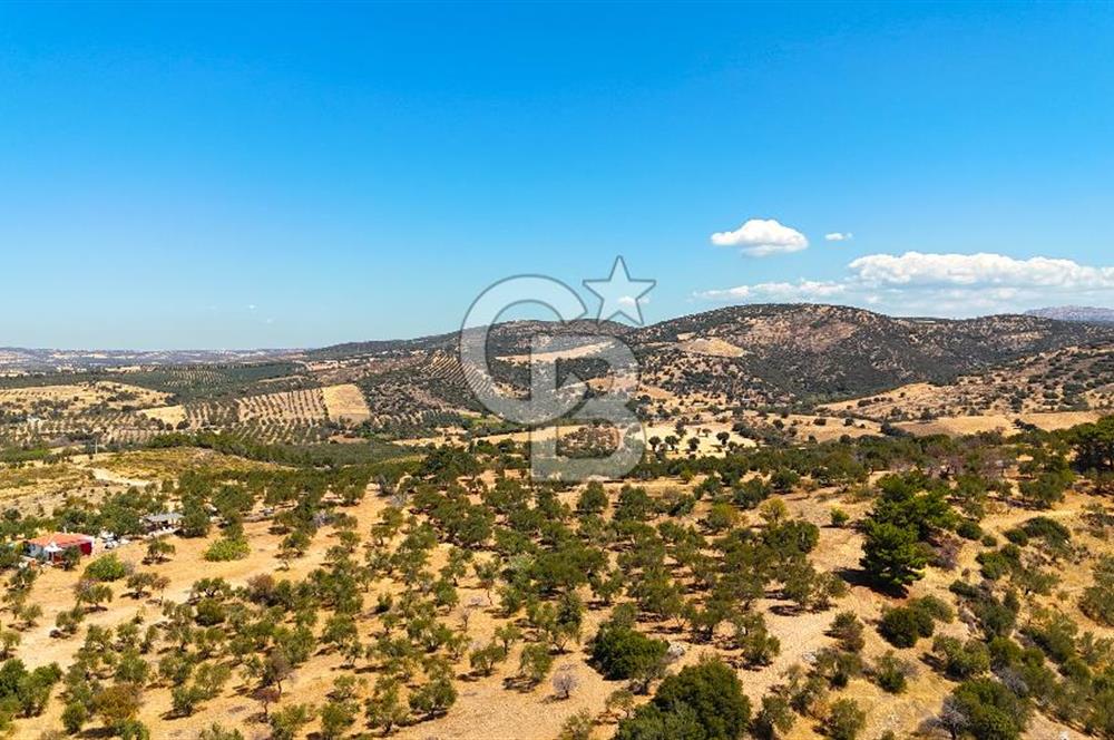 Çanakkale Ezine Tavaklı Satılık Asfalt Yola Cephe Zeytinlik