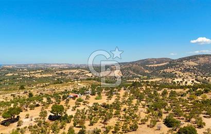 Çanakkale Ezine Tavaklı Satılık Asfalt Yola Cephe Zeytinlik