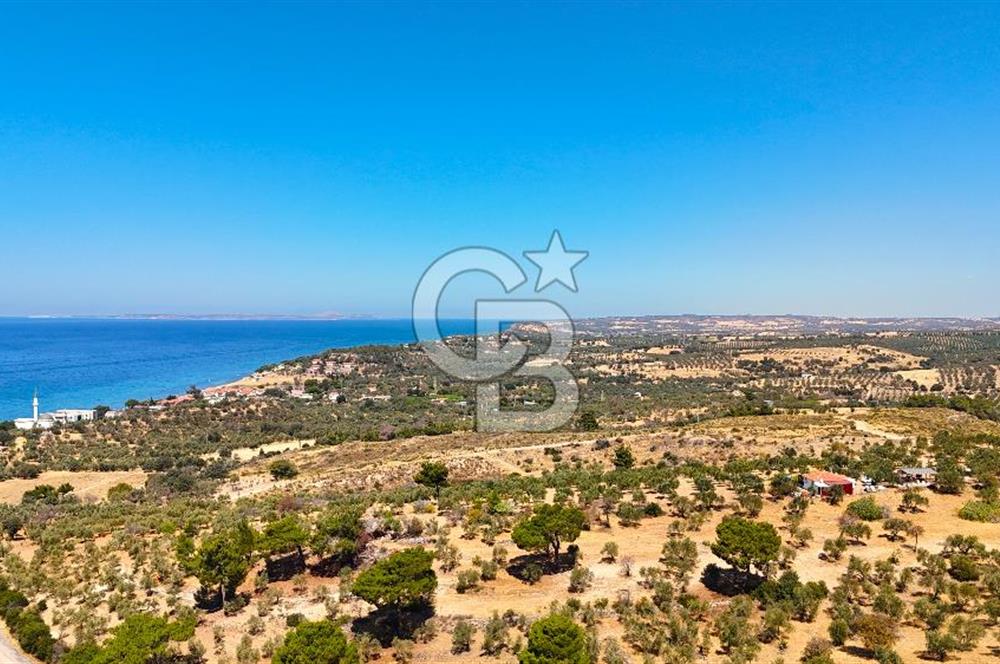 Çanakkale Ezine Tavaklı Satılık Asfalt Yola Cephe Zeytinlik