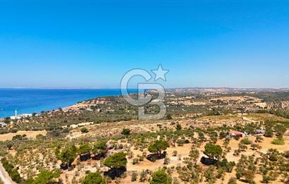 Çanakkale Ezine Tavaklı Satılık Asfalt Yola Cephe Zeytinlik