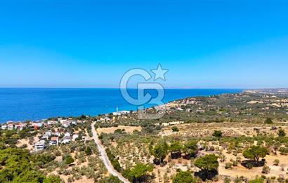 Çanakkale Ezine Tavaklı Satılık Asfalt Yola Cephe Zeytinlik