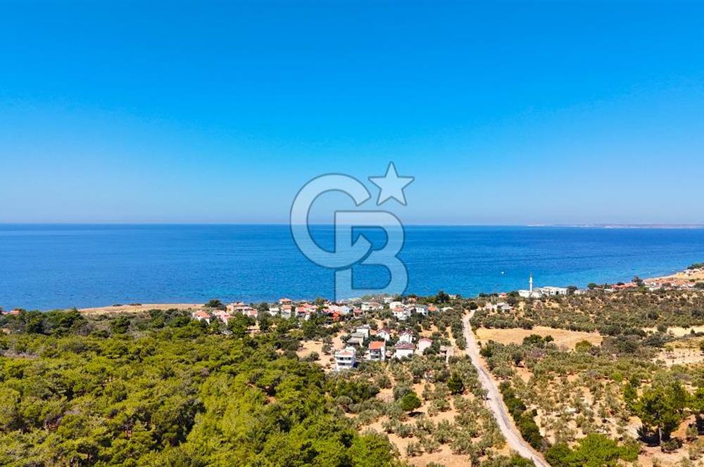 Çanakkale Ezine Tavaklı Satılık Asfalt Yola Cephe Zeytinlik