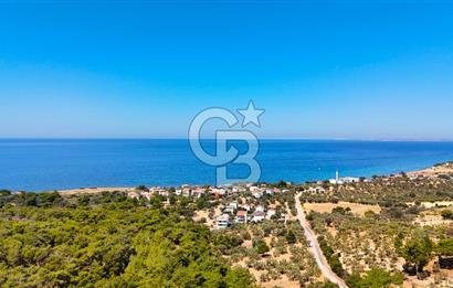 Çanakkale Ezine Tavaklı Satılık Asfalt Yola Cephe Zeytinlik