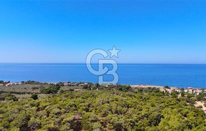 Çanakkale Ezine Tavaklı Satılık Asfalt Yola Cephe Zeytinlik