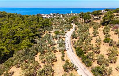 Çanakkale Ezine Tavaklı Satılık Asfalt Yola Cephe Zeytinlik