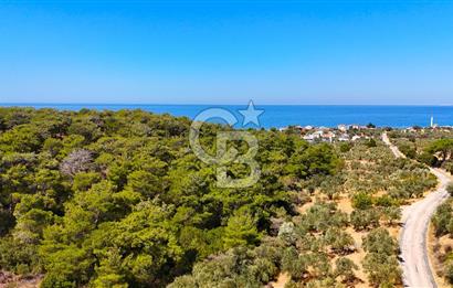 Çanakkale Ezine Tavaklı Satılık Asfalt Yola Cephe Zeytinlik
