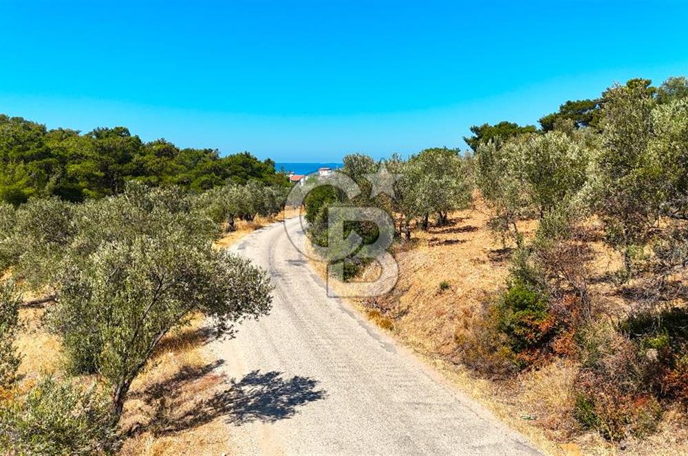 Çanakkale Ezine Tavaklı Satılık Asfalt Yola Cephe Zeytinlik