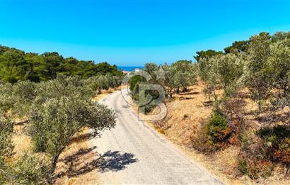 Çanakkale Ezine Tavaklı Satılık Asfalt Yola Cephe Zeytinlik