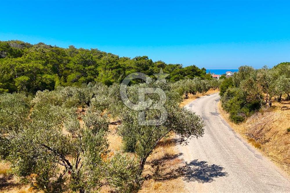 Çanakkale Ezine Tavaklı Satılık Asfalt Yola Cephe Zeytinlik