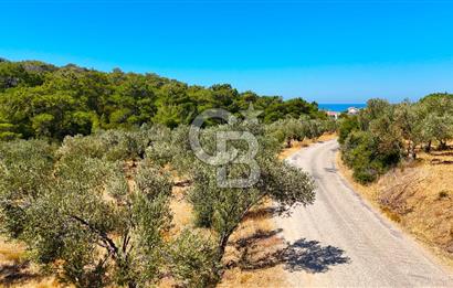Çanakkale Ezine Tavaklı Satılık Asfalt Yola Cephe Zeytinlik