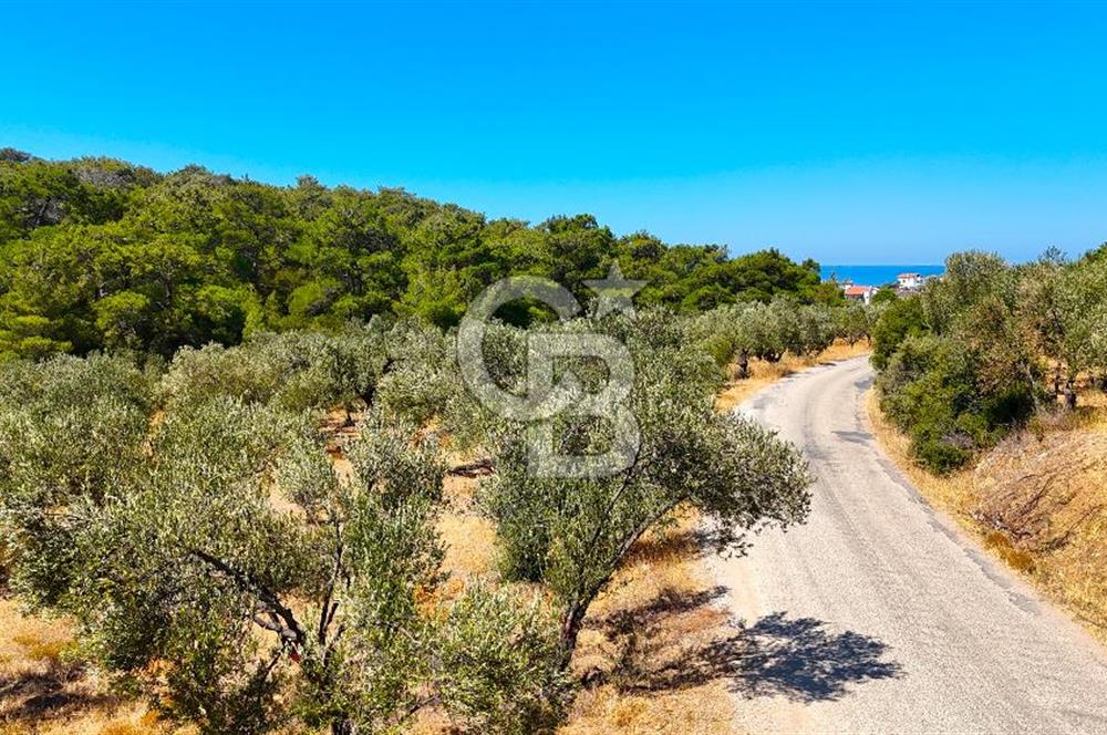 Çanakkale Ezine Tavaklı Satılık Asfalt Yola Cephe Zeytinlik
