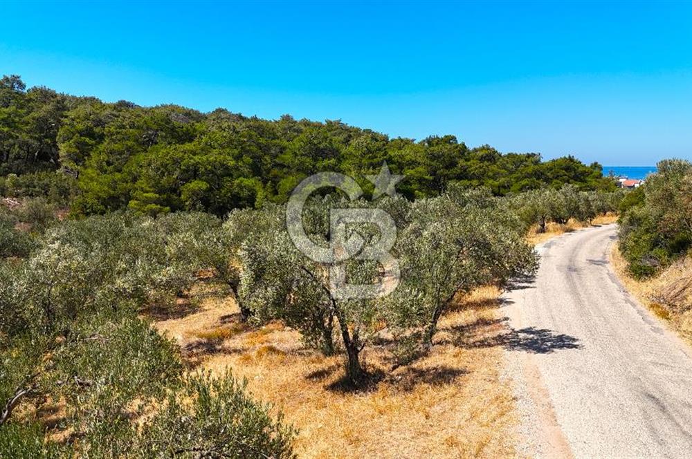 Çanakkale Ezine Tavaklı Satılık Asfalt Yola Cephe Zeytinlik