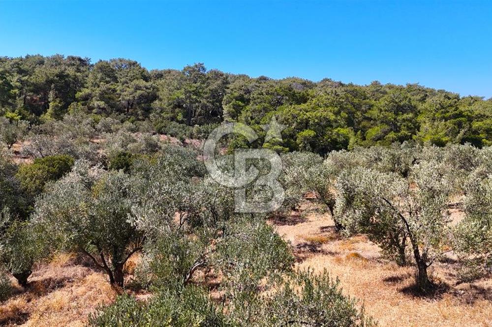 Çanakkale Ezine Tavaklı Satılık Asfalt Yola Cephe Zeytinlik
