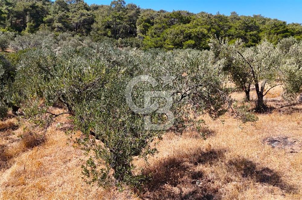 Çanakkale Ezine Tavaklı Satılık Asfalt Yola Cephe Zeytinlik