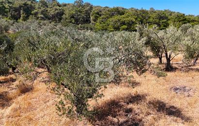 Çanakkale Ezine Tavaklı Satılık Asfalt Yola Cephe Zeytinlik