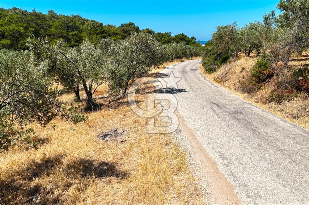 Çanakkale Ezine Tavaklı Satılık Asfalt Yola Cephe Zeytinlik