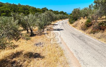 Çanakkale Ezine Tavaklı Satılık Asfalt Yola Cephe Zeytinlik