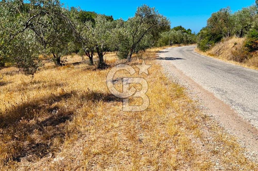 Çanakkale Ezine Tavaklı Satılık Asfalt Yola Cephe Zeytinlik