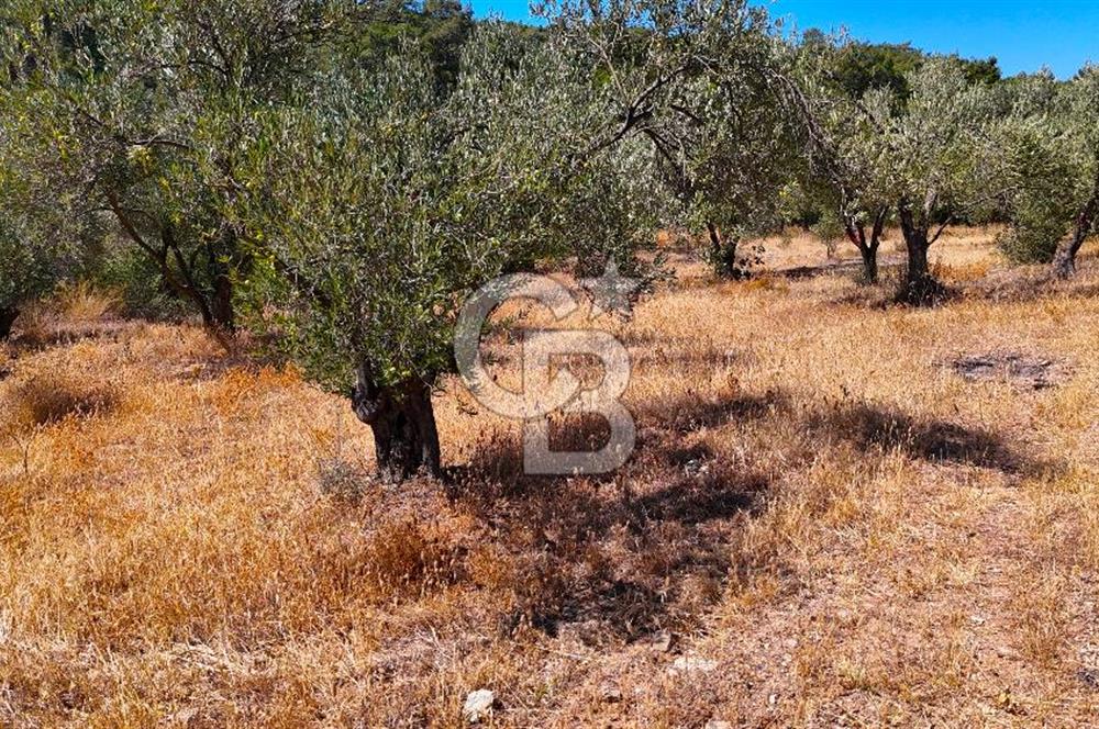 Çanakkale Ezine Tavaklı Satılık Asfalt Yola Cephe Zeytinlik