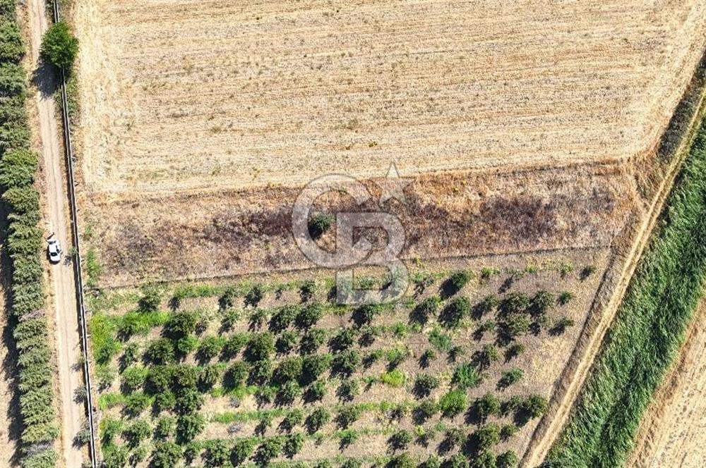 Çanakkale Bayramiç Ahmetçeli Satılık Yolu Olan 1871 m2 Tarla
