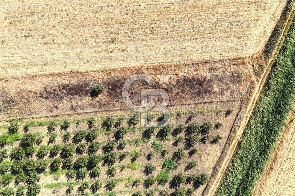 Çanakkale Bayramiç Ahmetçeli Satılık Yolu Olan 1871 m2 Tarla