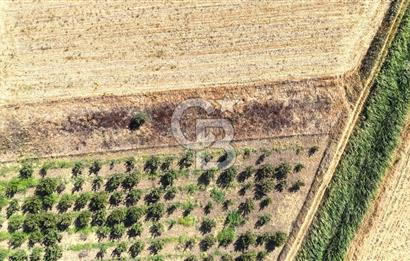 Çanakkale Bayramiç Ahmetçeli Satılık Yolu Olan 1871 m2 Tarla