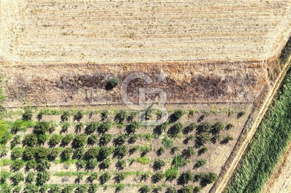 Çanakkale Bayramiç Ahmetçeli Satılık Yolu Olan 1871 m2 Tarla