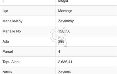 Muğla Menteşe Zeytinköy – Sümbüllü Mevkii Satılık Zeytinlik 