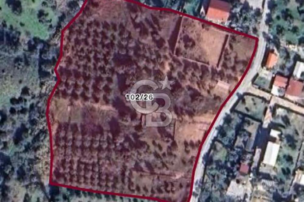 TORBALI SAİPLERDE SATILIK 572 M2 TARLA VE ZEYTİNLİK 