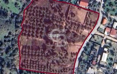 TORBALI SAİPLERDE SATILIK 572 M2 TARLA VE ZEYTİNLİK 
