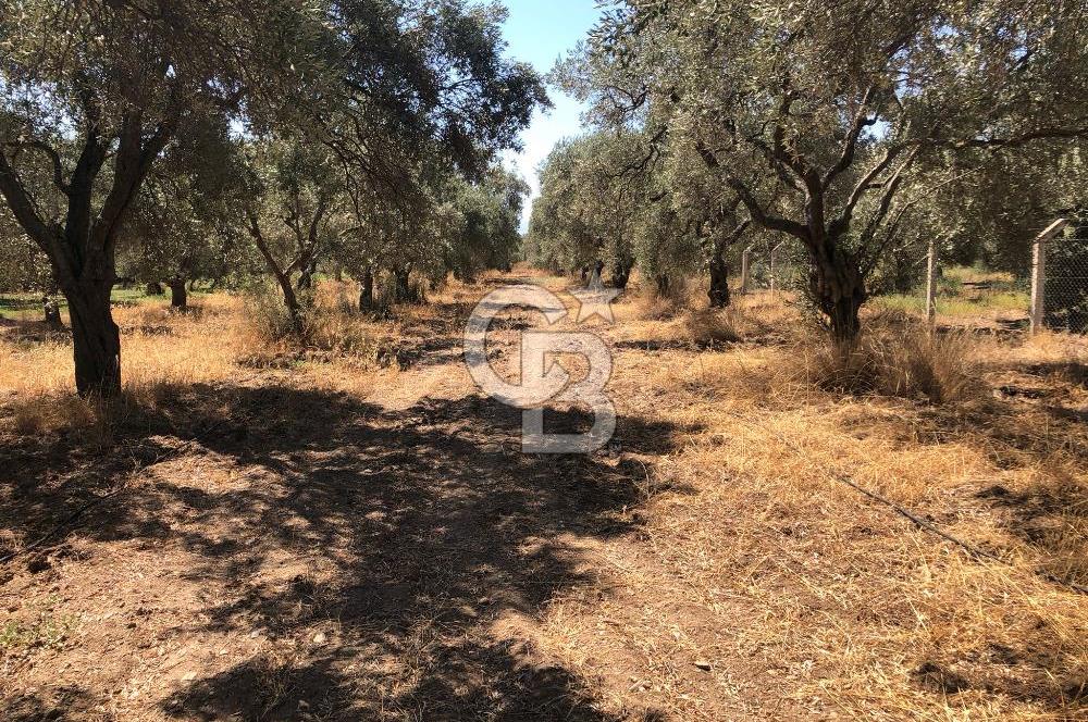 BAYINDIR ARIKBAŞI DA SATILIK 2539 M2 ANA YOLA YAKIN ZEYTİNLİK