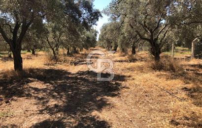 BAYINDIR ARIKBAŞI DA SATILIK 2539 M2 ANA YOLA YAKIN ZEYTİNLİK